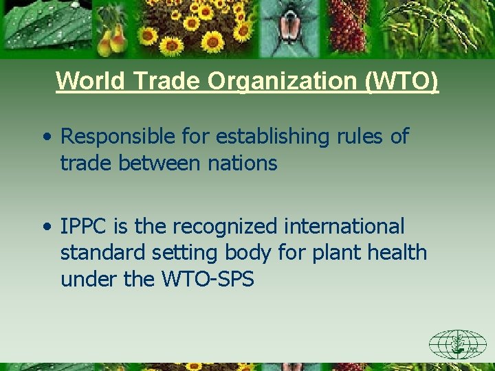 World Trade Organization (WTO) • Responsible for establishing rules of trade between nations •
