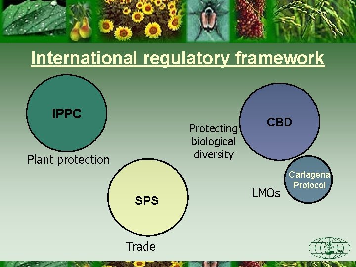 International regulatory framework IPPC Protecting biological diversity Plant protection SPS Trade CBD LMOs Cartagena