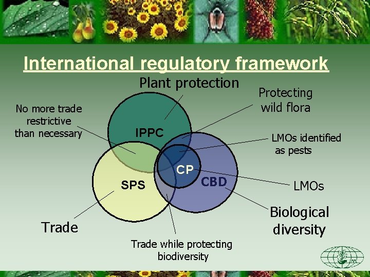 International regulatory framework Plant protection No more trade restrictive than necessary IPPC LMOs identified