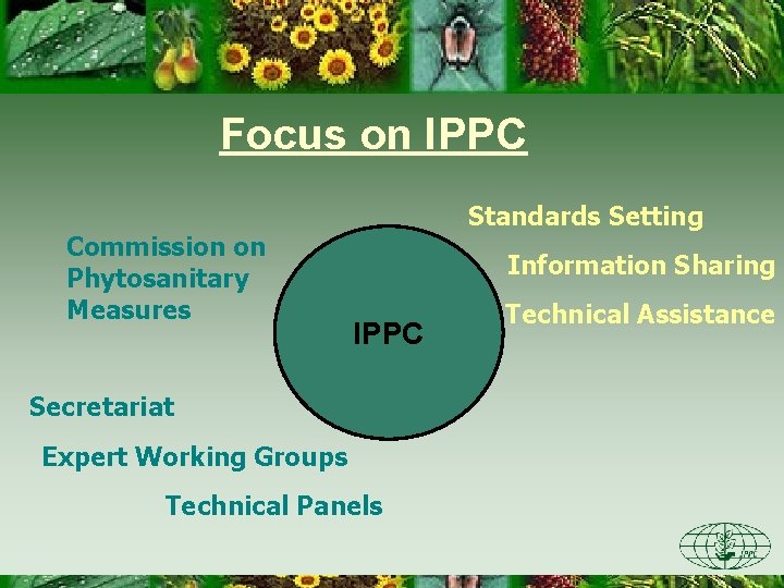 Focus on IPPC Commission on Phytosanitary Measures Standards Setting Information Sharing IPPC Secretariat Expert