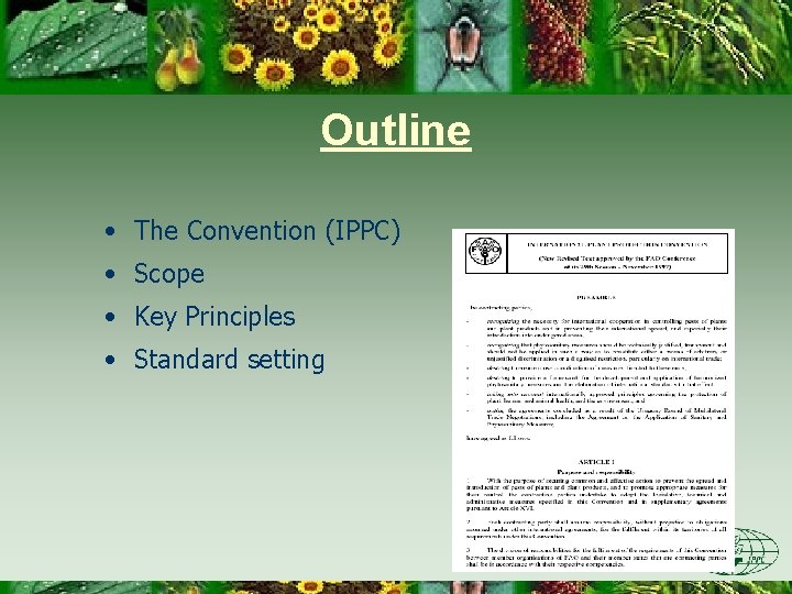 Outline • The Convention (IPPC) • Scope • Key Principles • Standard setting 