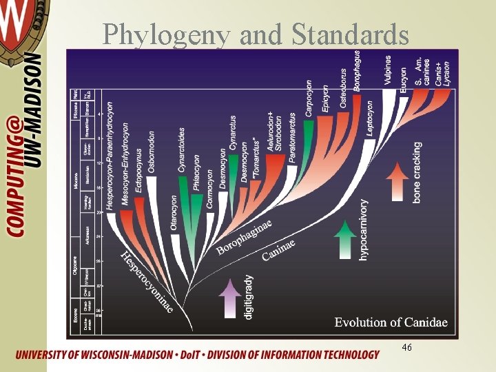 Phylogeny and Standards 46 