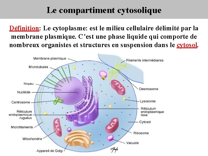 Le compartiment cytosolique Définition: Le cytoplasme: est le milieu cellulaire délimité par la membrane