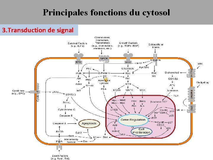 Principales fonctions du cytosol 3. Transduction de signal 