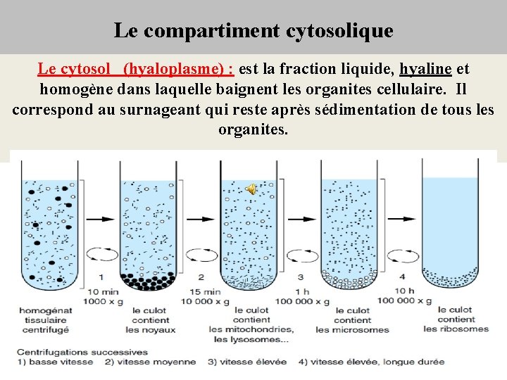 Le compartiment cytosolique Le cytosol (hyaloplasme) : est la fraction liquide, hyaline et homogène