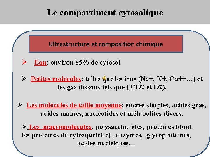 Le compartiment cytosolique Ultrastructure et composition chimique Ø Eau: environ 85% de cytosol Ø