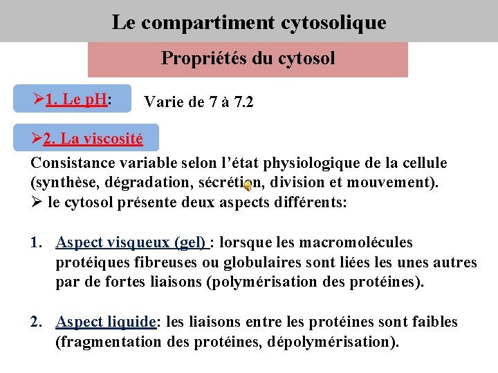 Le compartiment cytosolique Propriétés du cytosol Ø 1. Le p. H: Varie de 7