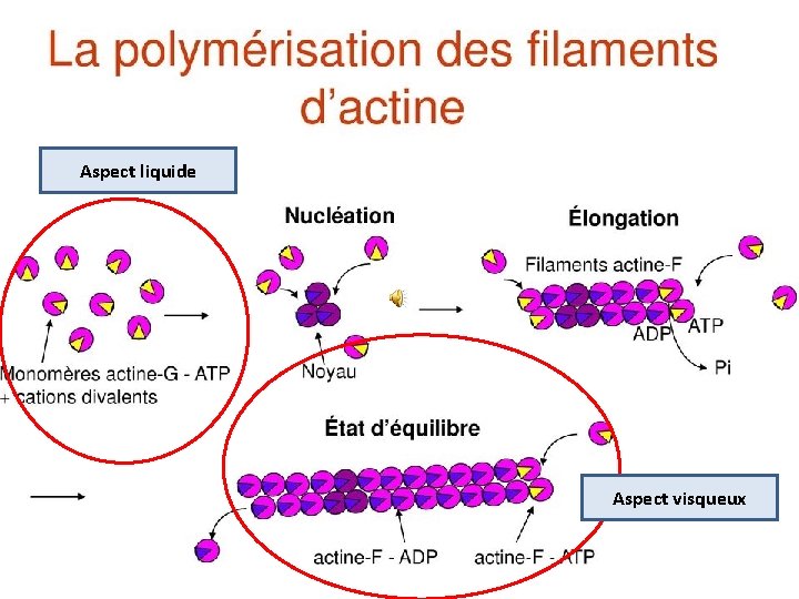 Aspect liquide Aspect visqueux Aspect liquide Aspect visqueux