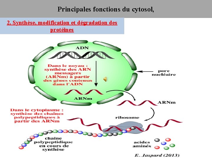 Principales fonctions du cytosol, 2. Synthèse, modification et dégradation des protéines 