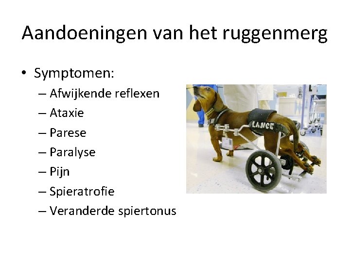 Aandoeningen van het ruggenmerg • Symptomen: – Afwijkende reflexen – Ataxie – Parese –