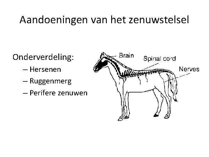 Aandoeningen van het zenuwstelsel Onderverdeling: – Hersenen – Ruggenmerg – Perifere zenuwen 