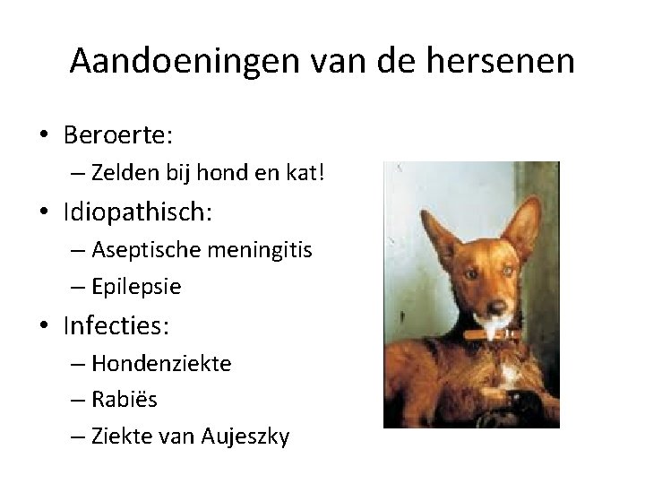 Aandoeningen van de hersenen • Beroerte: – Zelden bij hond en kat! • Idiopathisch: