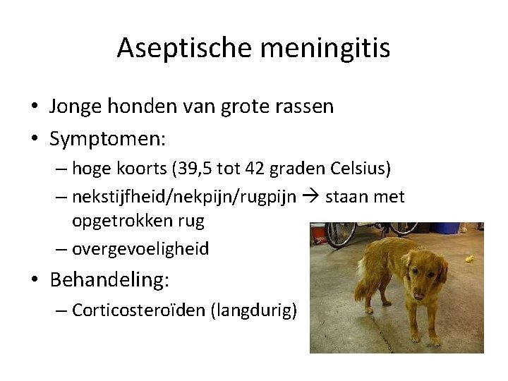 Aseptische meningitis • Jonge honden van grote rassen • Symptomen: – hoge koorts (39,