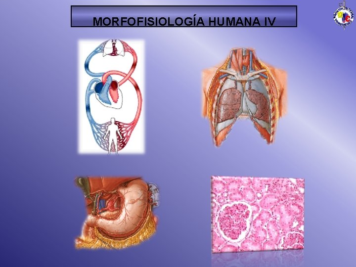 MORFOFISIOLOGÍA HUMANA IV 