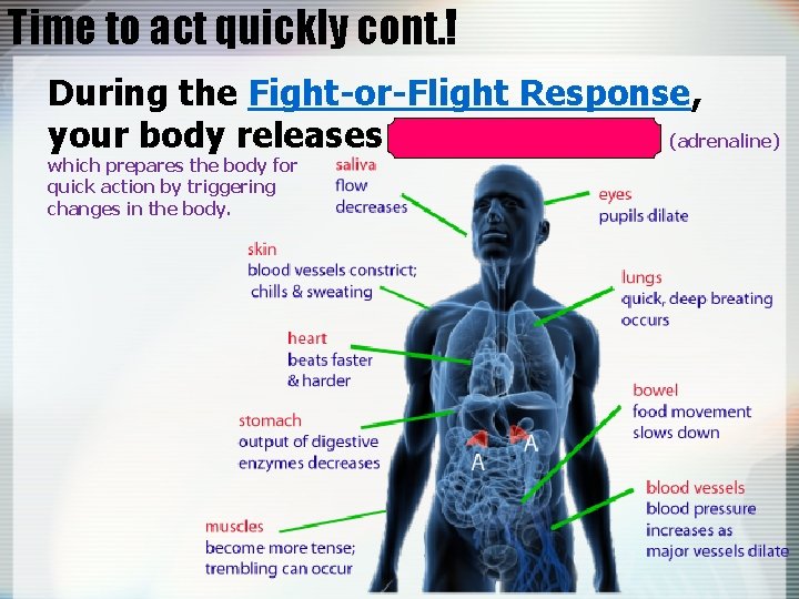 Time to act quickly cont. ! During the Fight-or-Flight Response, your body releases EPINEPHRINE,
