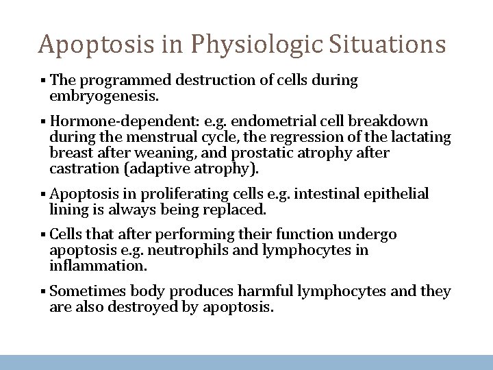 Apoptosis in Physiologic Situations § The programmed destruction of cells during embryogenesis. § Hormone-dependent: