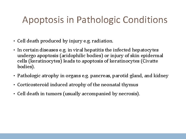 Apoptosis in Pathologic Conditions • Cell death produced by injury e. g. radiation. •