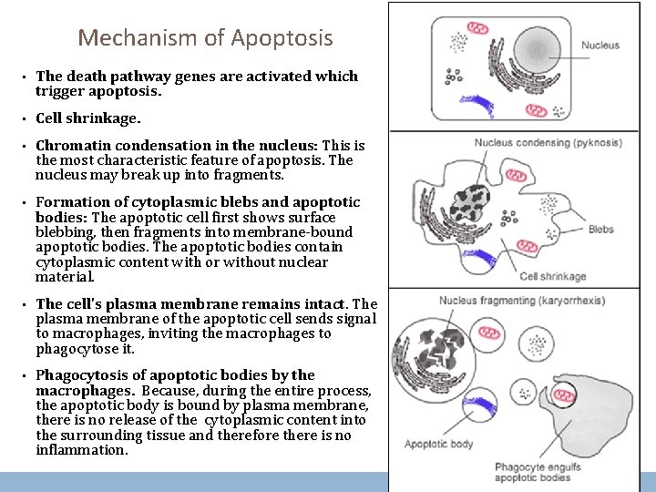 Mechanism of Apoptosis • The death pathway genes are activated which trigger apoptosis. •