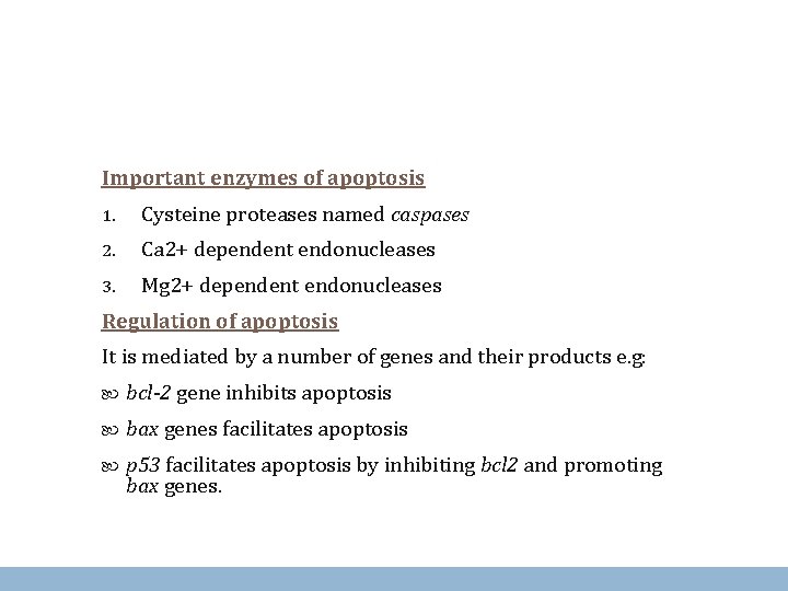 Important enzymes of apoptosis 1. Cysteine proteases named caspases 2. Ca 2+ dependent endonucleases