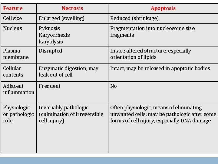 Feature Necrosis Apoptosis Cell size Enlarged (swelling) Reduced (shrinkage) Nucleus Pyknosis Karyorrhexis karyolysis Fragmentation