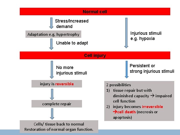 Normal cell Stress/increased demand Adaptation e. g. hypertrophy Unable to adapt Injurious stimuli e.