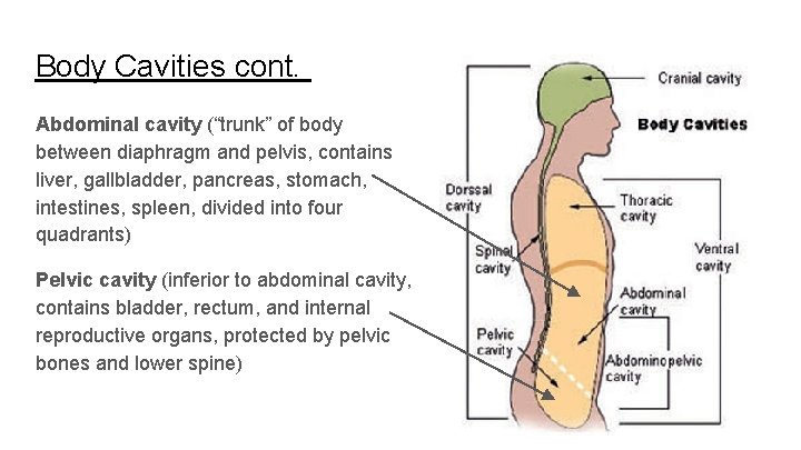 Body Cavities cont. Abdominal cavity (“trunk” of body between diaphragm and pelvis, contains liver,