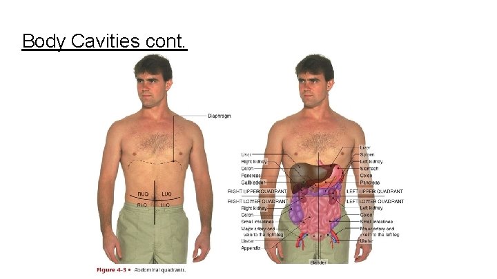 Body Cavities cont. 