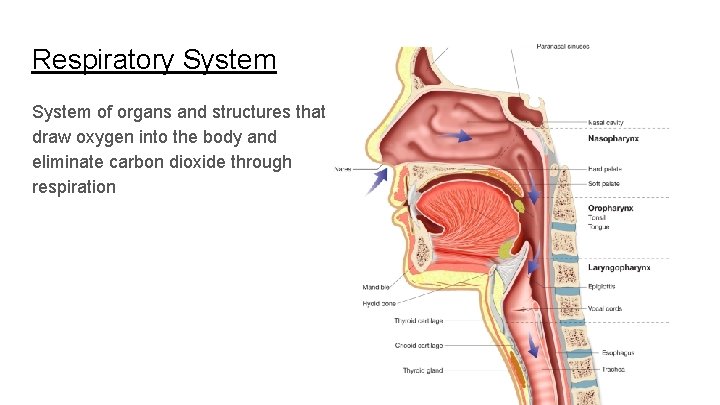 Respiratory System of organs and structures that draw oxygen into the body and eliminate