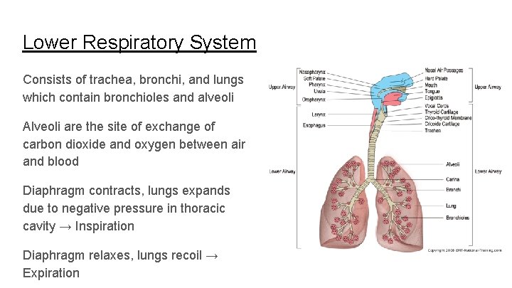 Lower Respiratory System Consists of trachea, bronchi, and lungs which contain bronchioles and alveoli