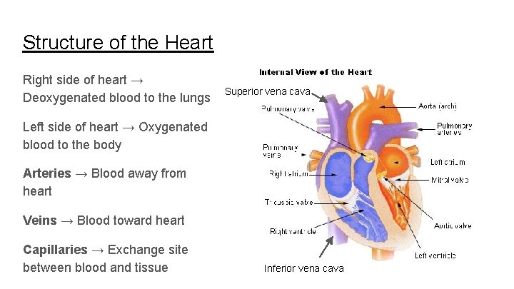 Structure of the Heart Right side of heart → Deoxygenated blood to the lungs