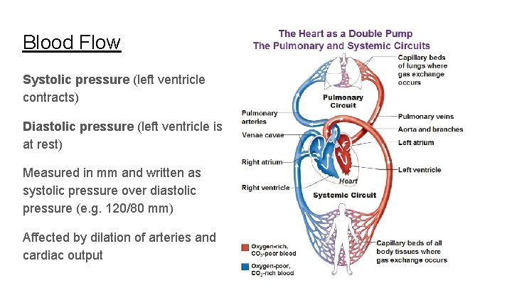 Blood Flow Systolic pressure (left ventricle contracts) Diastolic pressure (left ventricle is at rest)