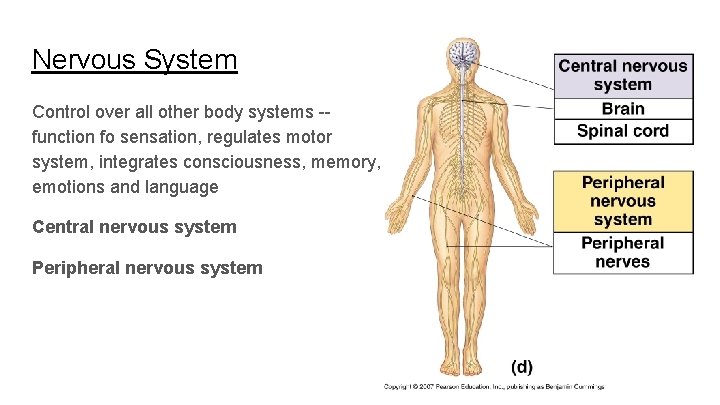 Nervous System Control over all other body systems -function fo sensation, regulates motor system,