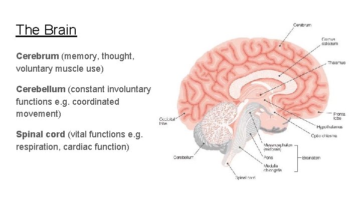 The Brain Cerebrum (memory, thought, voluntary muscle use) Cerebellum (constant involuntary functions e. g. The Brain Cerebrum (memory, thought, voluntary muscle use) Cerebellum (constant involuntary functions e. g.