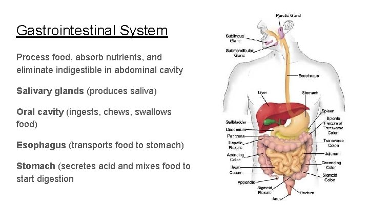 Gastrointestinal System Process food, absorb nutrients, and eliminate indigestible in abdominal cavity Salivary glands Gastrointestinal System Process food, absorb nutrients, and eliminate indigestible in abdominal cavity Salivary glands