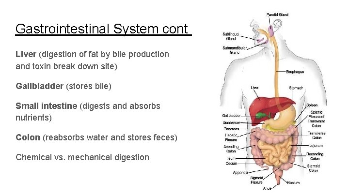 Gastrointestinal System cont Liver (digestion of fat by bile production and toxin break down
