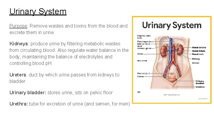 Urinary System Purpose: Remove wastes and toxins from the blood and excrete them in