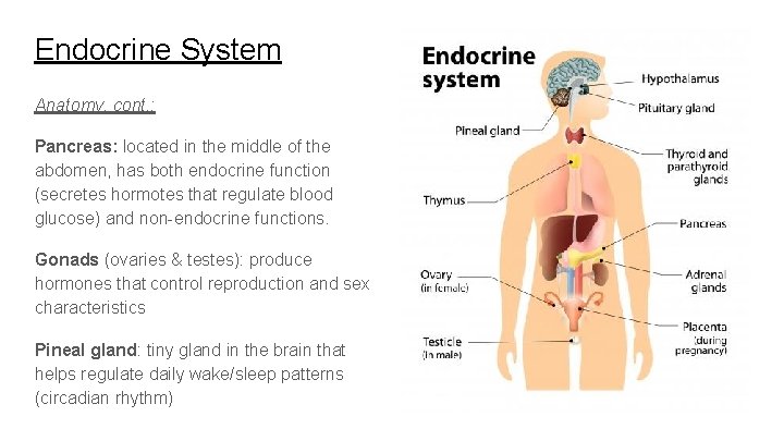 Endocrine System Anatomy, cont. : Pancreas: located in the middle of the abdomen, has