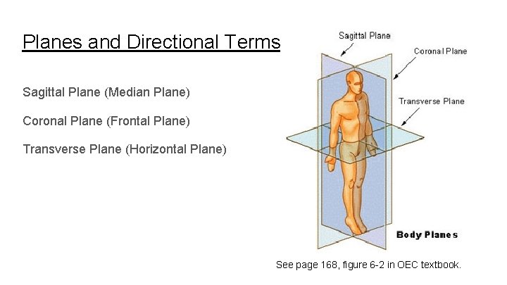 Planes and Directional Terms Sagittal Plane (Median Plane) Coronal Plane (Frontal Plane) Transverse Plane