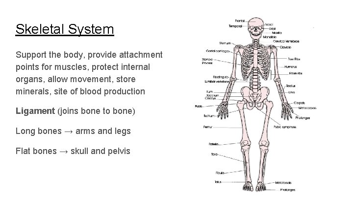 Skeletal System Support the body, provide attachment points for muscles, protect internal organs, allow