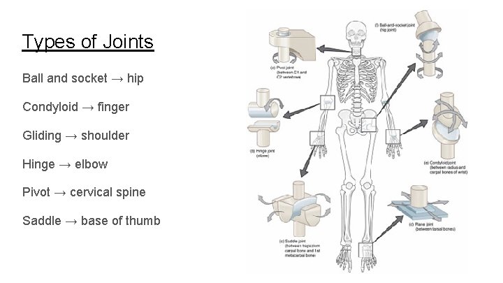 Types of Joints Ball and socket → hip Condyloid → finger Gliding → shoulder Types of Joints Ball and socket → hip Condyloid → finger Gliding → shoulder