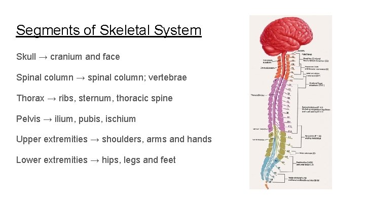 Segments of Skeletal System Skull → cranium and face Spinal column → spinal column;