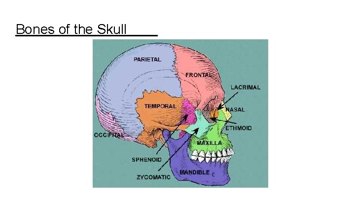 Bones of the Skull Bones of the Skull