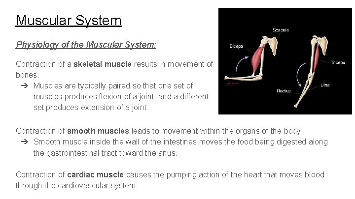 Muscular System Physiology of the Muscular System: Contraction of a skeletal muscle results in Muscular System Physiology of the Muscular System: Contraction of a skeletal muscle results in