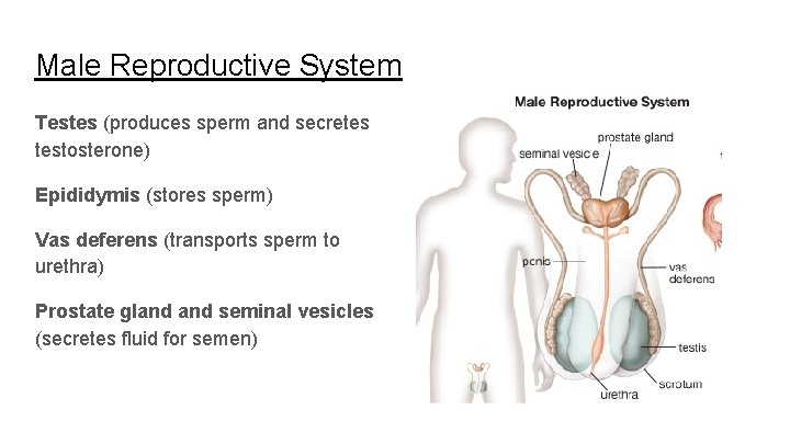 Male Reproductive System Testes (produces sperm and secretes testosterone) Epididymis (stores sperm) Vas deferens Male Reproductive System Testes (produces sperm and secretes testosterone) Epididymis (stores sperm) Vas deferens