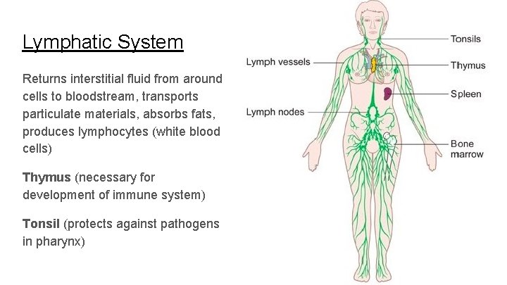 Lymphatic System Returns interstitial fluid from around cells to bloodstream, transports particulate materials, absorbs