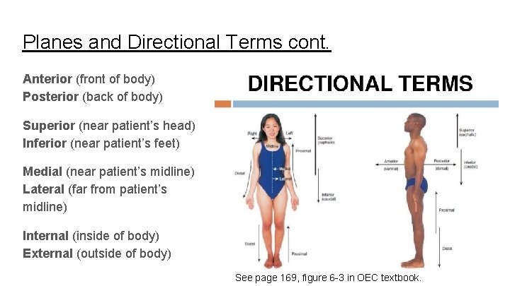 Planes and Directional Terms cont. Anterior (front of body) Posterior (back of body) Superior