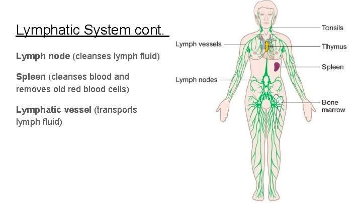 Lymphatic System cont. Lymph node (cleanses lymph fluid) Spleen (cleanses blood and removes old
