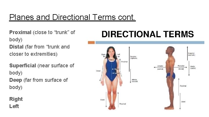 Planes and Directional Terms cont. Proximal (close to “trunk” of body) Distal (far from