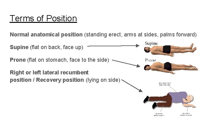 Terms of Position Normal anatomical position (standing erect, arms at sides, palms forward) Supine