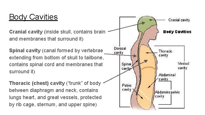 Body Cavities Cranial cavity (inside skull, contains brain and membranes that surround it) Spinal Body Cavities Cranial cavity (inside skull, contains brain and membranes that surround it) Spinal